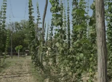 The cultivation of hops and malting barley has a serious future in Hungary