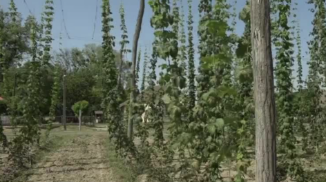 The cultivation of hops and malting barley has a serious future in Hungary