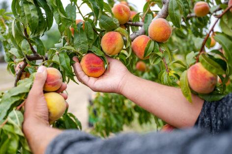 Consumers can look forward to “pick-your-own” sales this year as well