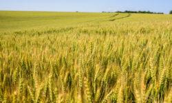 According to the Seed Association, the proportion of metal-sealed eared seeds should be increased for the sake of varietal purity and crop safety