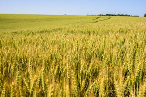 According to the Seed Association, the proportion of metal-sealed eared seeds should be increased for the sake of varietal purity and crop safety