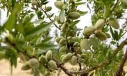 There is a serious opportunity in almond cultivation