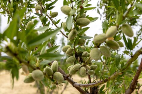 There is a serious opportunity in almond cultivation