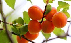 Apricots at an affordable price, there is a demand for them