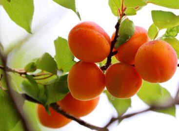 Apricots at an affordable price, there is a demand for them