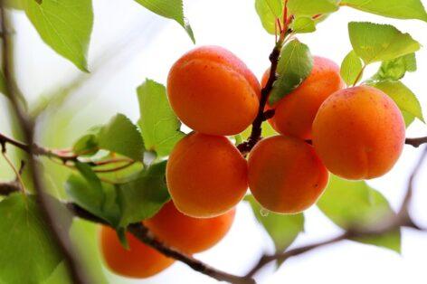 Apricots at an affordable price, there is a demand for them