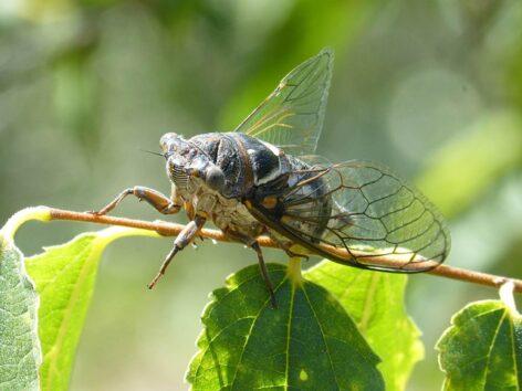 Let’s protect our domestic plantations together against grapevine golden yellow disease