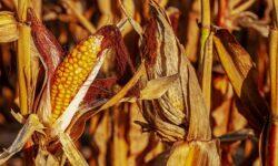How can toxin contamination of cereals be prevented?