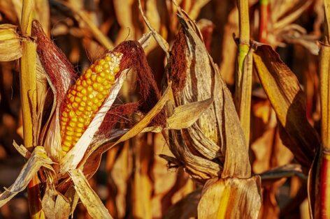 How can toxin contamination of cereals be prevented?
