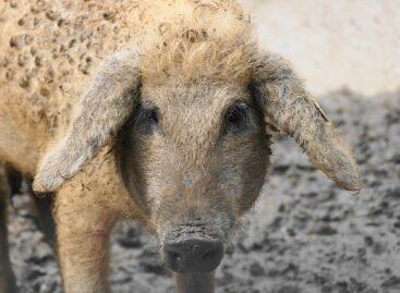 AM: bemutatkozott a magyar méz és a mangalica Oszakában