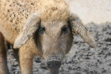 AM: Hungarian honey and mangalica introduced in Osaka