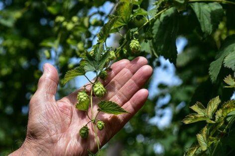 István Nagy: hop and malting barley cultivation has a serious future in Hungary