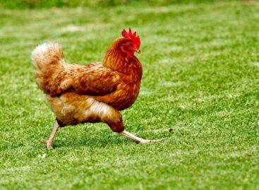 Slaughter pig prices down, poultry prices up at the beginning of the year