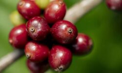 Túlteljesítette a Nescafé a regeneratív gazdálkodásból származó kávébeszerzéssel kapcsolatos célját