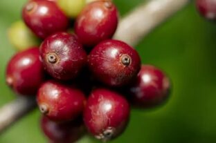 Túlteljesítette a Nescafé a regeneratív gazdálkodásból származó kávébeszerzéssel kapcsolatos célját