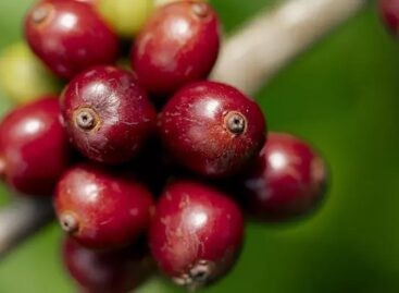 Túlteljesítette a Nescafé a regeneratív gazdálkodásból származó kávébeszerzéssel kapcsolatos célját