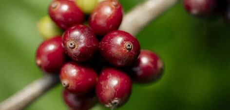 Nestlé’s coffee brand surpasses regenerative agriculture goal for 2025