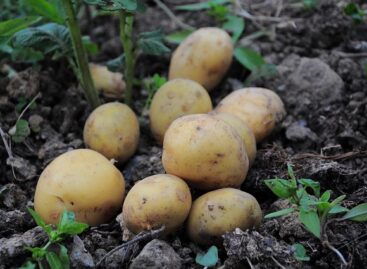 AM: strategic goal for Hungary to become self-sufficient in potato production