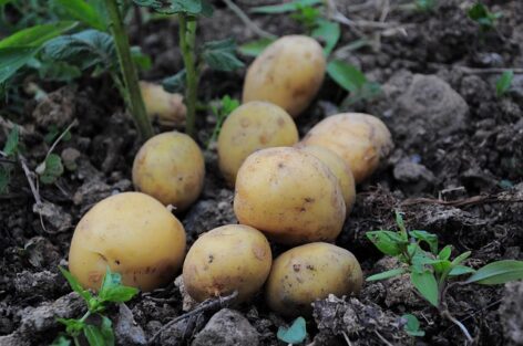 AM: strategic goal for Hungary to become self-sufficient in potato production