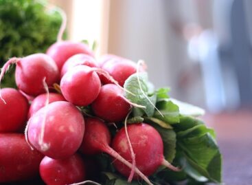 Fresh and crunchy: Supermint grew month-old radishes at the Szarvas Plant Variety Experiment Station