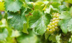 The decline in Hungarian grape production may stop, according to an international agricultural company