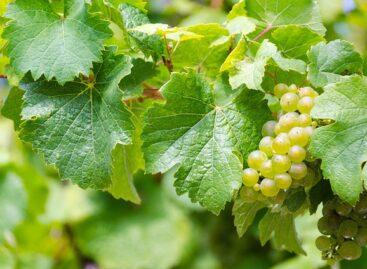 The decline in Hungarian grape production may stop, according to an international agricultural company