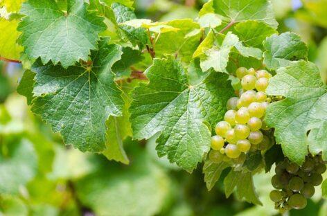 The decline in Hungarian grape production may stop, according to an international agricultural company