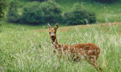 Ministry of Agriculture: Future wildlife management is based on innovative knowledge