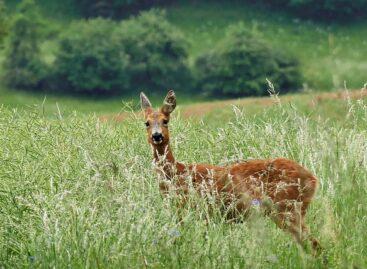 Ministry of Agriculture: Future wildlife management is based on innovative knowledge
