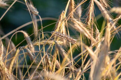 Az aszály miatt alacsony a kalászosok terméshozama Békés vármegyében