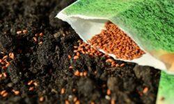 In the interest of varietal purity and crop safety, the proportion of metal-sealed eared seeds should be increased