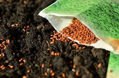 In the interest of varietal purity and crop safety, the proportion of metal-sealed eared seeds should be increased