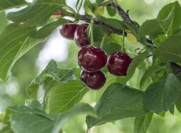 Dramatic sour cherry harvest expected after severe frost damage: sector faces situation not seen in decades