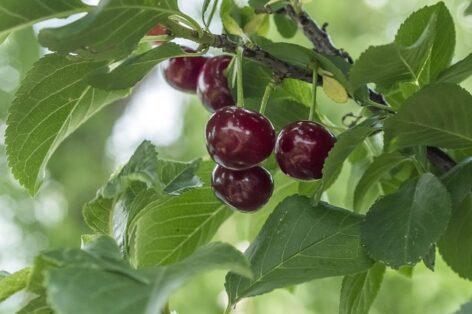 Dramatic sour cherry harvest expected after severe frost damage: sector faces situation not seen in decades