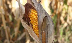 Ministry of Agriculture: Corn producers affected by last year’s drought can soon submit their applications