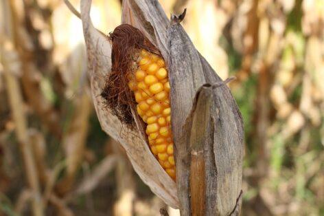 Ministry of Agriculture: Corn producers affected by last year’s drought can soon submit their applications