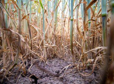 Agrometeorology: agricultural drought is getting worse