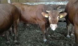 It’s hot on the pasture – heat stress research in pastured beef cattle