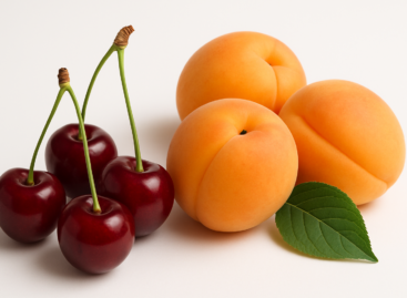 Much less apricot and sour cherry were produced than last year