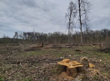 Clear-cutting is harmful, and state forestry could manage our forests more responsibly – this is the message of WWF Hungary’s Climate-Friendly Forester Award