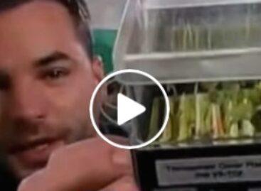 Debrecen radishes and wheat are already growing on the International Space Station