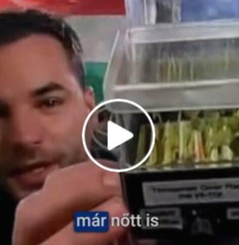 Debrecen radishes and wheat are already growing on the International Space Station