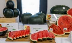 This year’s melon season has started, juicy Hungarian cantaloupe and honeydew melon are now available