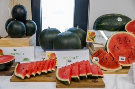 This year’s melon season has started, juicy Hungarian cantaloupe and honeydew melon are now available