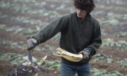 Fiatalok az agrár-élelmezési szektorban a FAO kutatása szerint