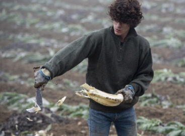 Fiatalok az agrár-élelmezési szektorban a FAO kutatása szerint