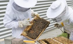 Reconciling pollinators and plant protection work – focus on beekeeping