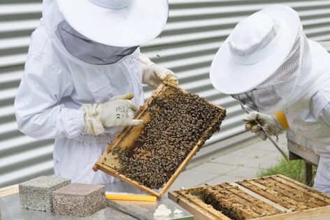 Reconciling pollinators and plant protection work – focus on beekeeping