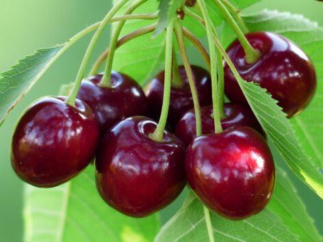 Cherry professional day in Érd – challenges and future-oriented solutions