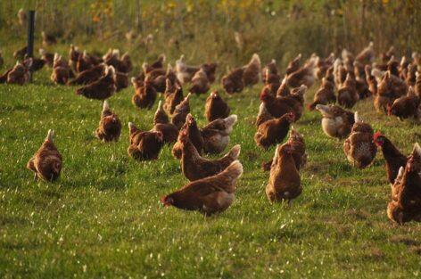 Hungary is free from highly pathogenic avian influenza again